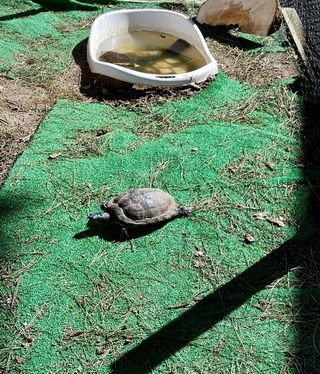 Imagem2 resize
