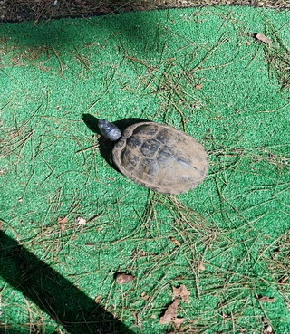 Imagem3 resize