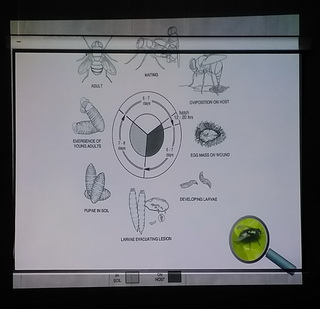 Biologia 04